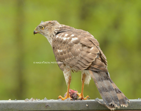 Coopers Hawk